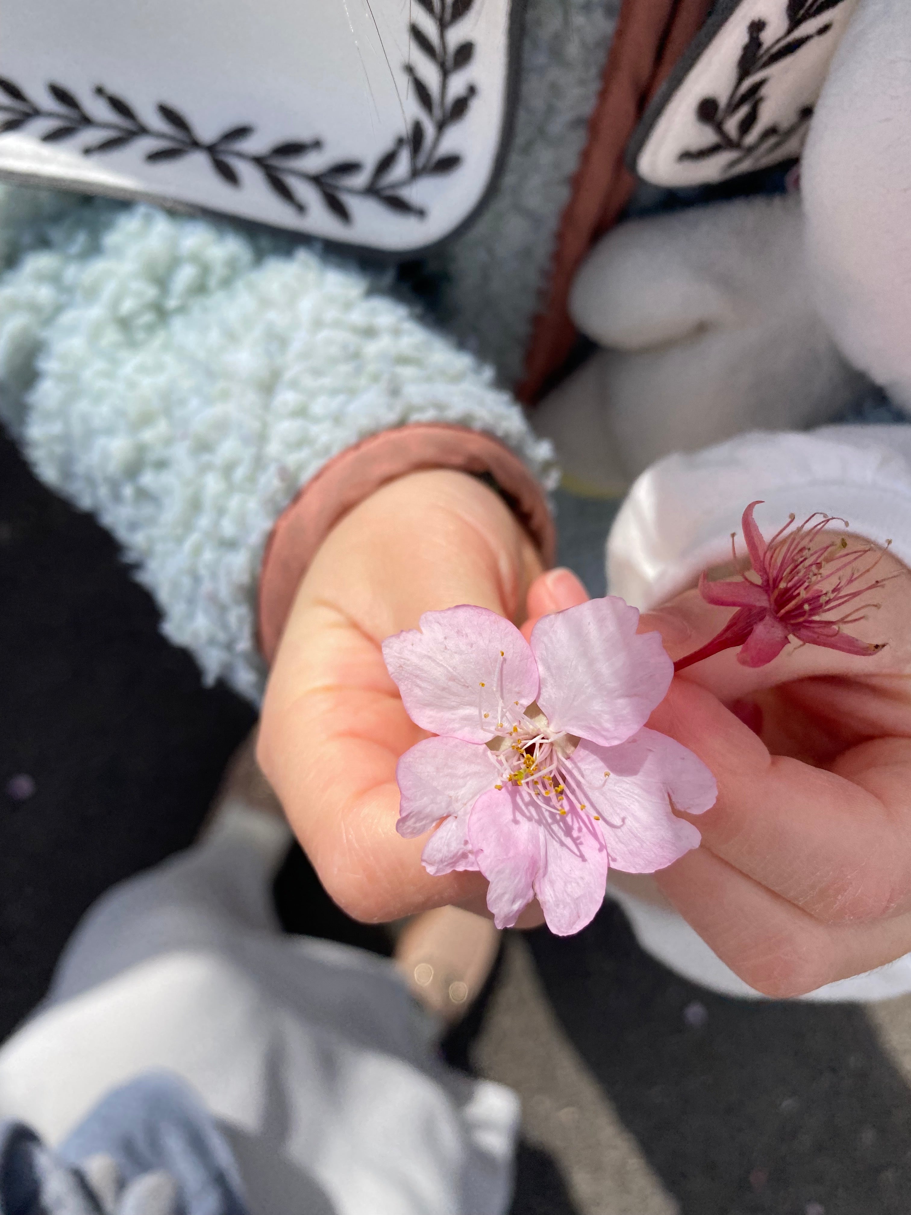 上野公園の桜開花情報2023　※2023/3/19更新